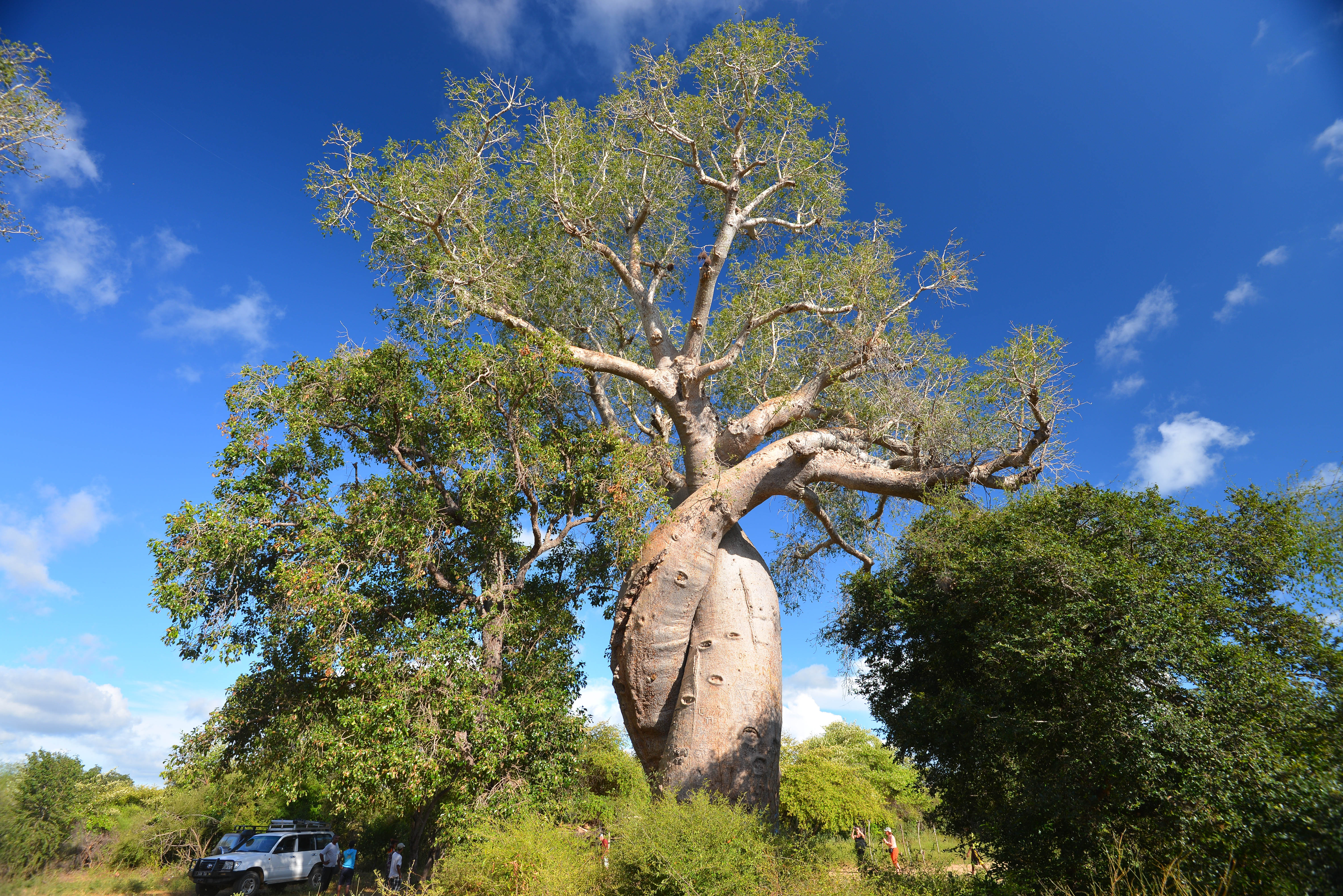 Ба баб. Баобаб (Адансония Грегори. Баобаб (Адансония пальчатая. Баобаб бутылочное дерево. Мадагаскарский баобаб.