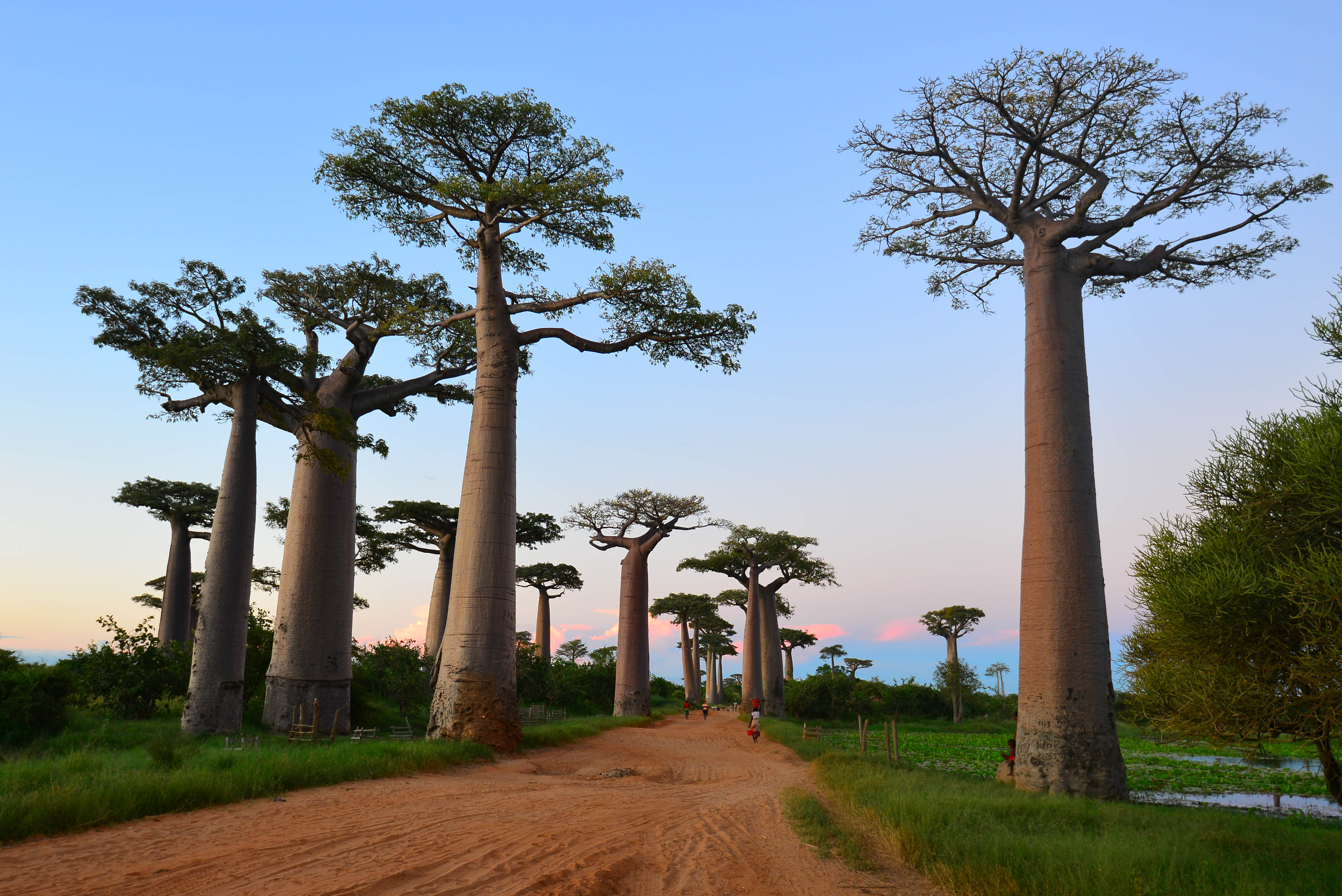 Ба баб. Аллея баобабов Мадагаскар. Мадагаскар, Морондава: аллея баобабо. Морондава Мадагаскар. Мадагаскар город Морондава дерево.